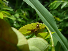 Salticinae