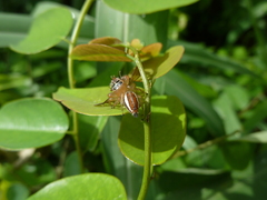 Salticinae