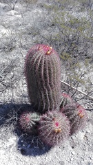 Ferocactus pilosus