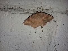 Eutrapela clemataria