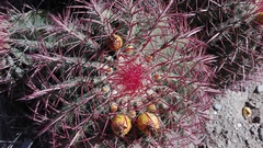 Ferocactus pilosus
