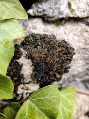 Lathagrium auriforme