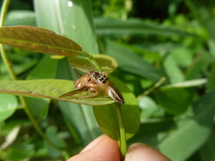 Salticinae