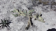 Opuntia rastrera