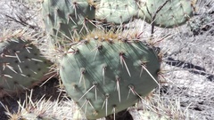 Opuntia rastrera