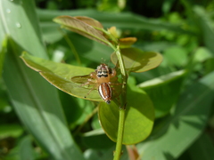 Salticinae