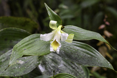 Sobralia macrophylla