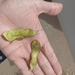 Acacia hamulosa