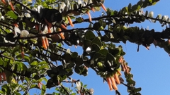 Macleania insignis
