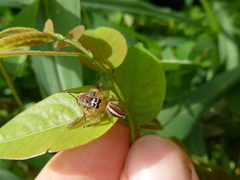 Salticinae