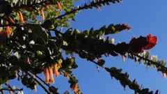 Macleania insignis