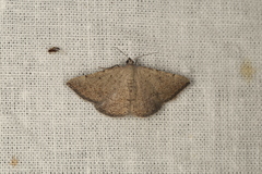 Taxeotis intermixtaria