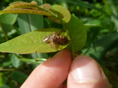 Salticinae