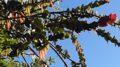 Macleania insignis