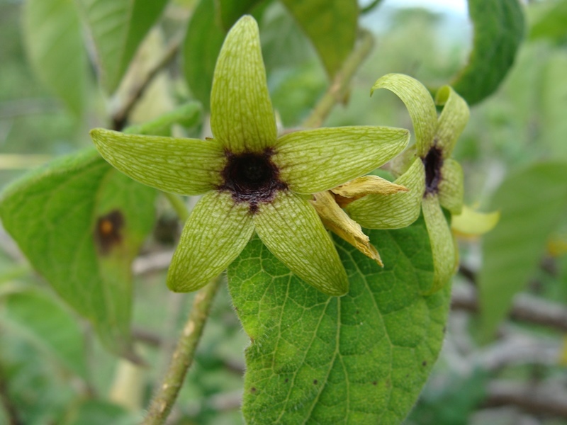 Matelea