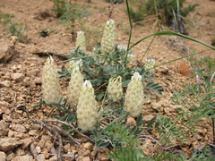 Astragalus lupulinus