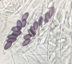 Ascobolus sacchariferus