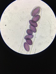 Ascobolus sacchariferus