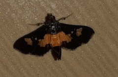 Salbia zena