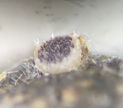 Ascobolus sacchariferus