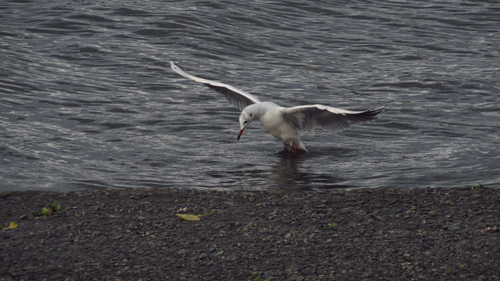 Brown-hooded Gull｜褐头鸥 参考照片