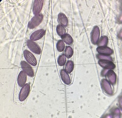 Ascobolus sacchariferus