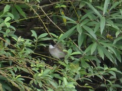 Pycnonotus xanthorrhous