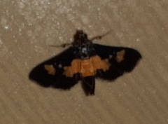 Salbia zena