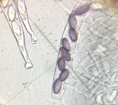 Ascobolus sacchariferus