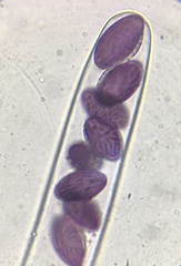 Ascobolus sacchariferus