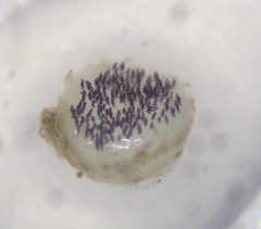 Ascobolus sacchariferus