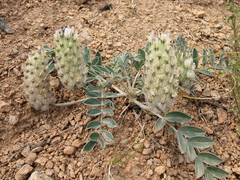 Astragalus lupulinus