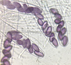 Ascobolus sacchariferus