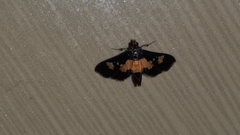 Salbia zena