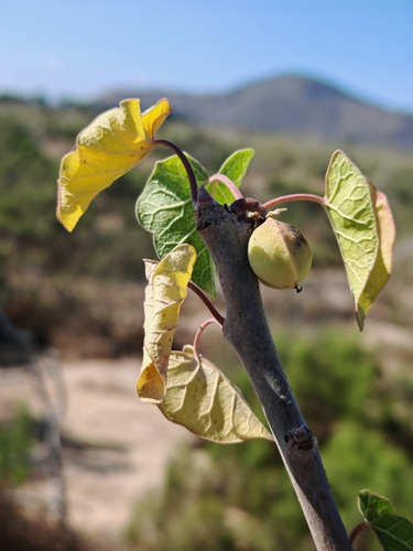 Ashy Jatropha (Jatropha cinerea)