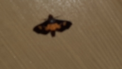 Salbia zena