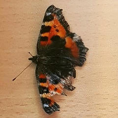 Aglais urticae