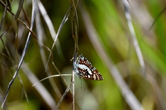 Ariconias glaphyra