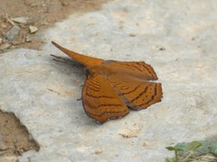 Pseudergolis wedah