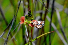 Ariconias glaphyra