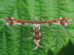Geina tenuidactylus