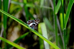 Ariconias glaphyra