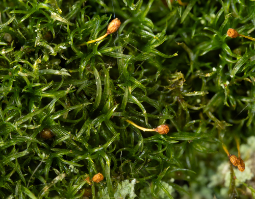 Rhabdoweisia crispata observed 2026-03-18