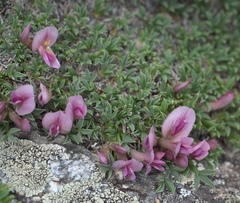 Trifolium nanum