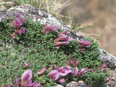 Trifolium nanum