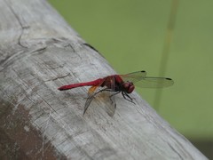 Sympetrum speciosum