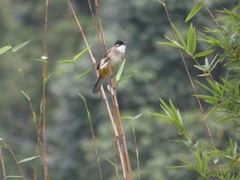 Pycnonotus xanthorrhous