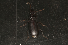 Gigadema