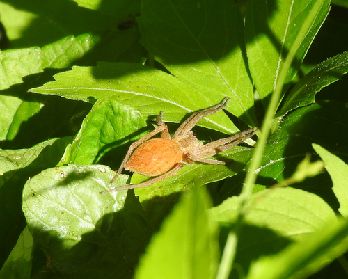 Nursery web spider  The Wildlife Trusts