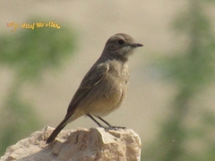 Oenanthe chrysopygia